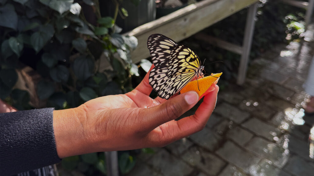Person holding an orange with a butterfly resting on it