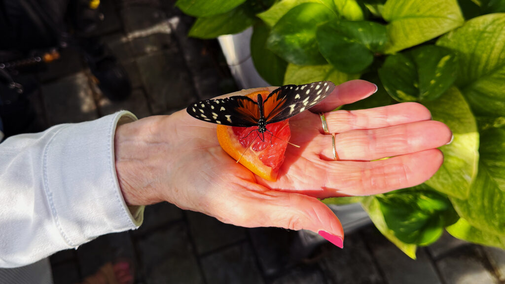 Person holding an orange in their palm, with a butterfly resting on the orange