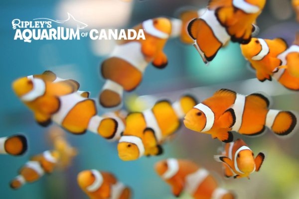A school of clownfish at Ripley's Aquarium of Canada.